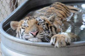 bemmaismulher.com - Filhote de tigre abandonado foi resgatado e fez uma recuperação formidável