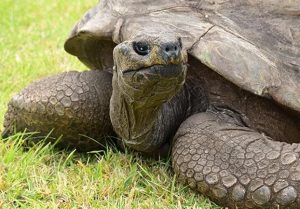 bemmaismulher.com - Conheça Jonathan, a tartaruga mais longeva da história que completou 190 anos