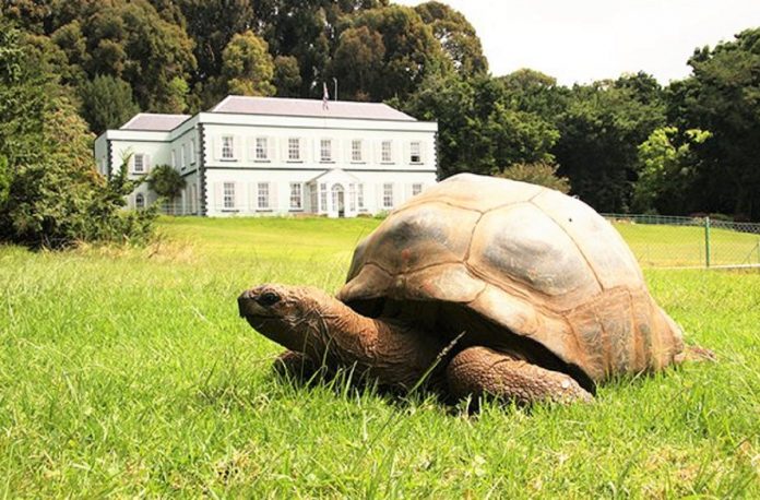 Conheça Jonathan, a tartaruga mais longeva da história que completou 190 anos