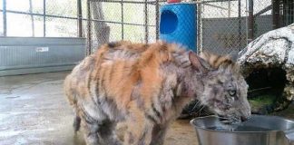 Filhote de tigre abandonado foi resgatado e fez uma recuperação formidável
