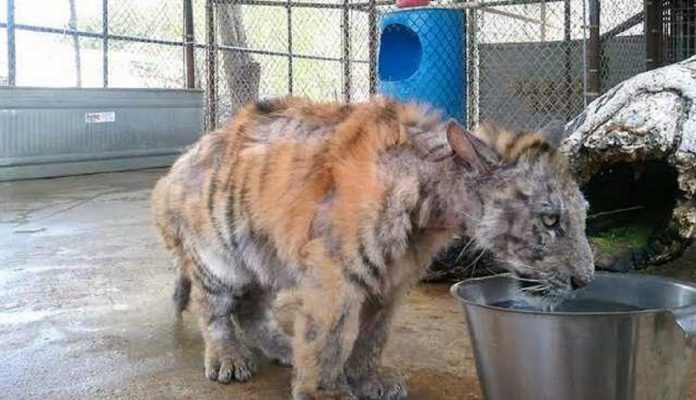 Filhote de tigre abandonado foi resgatado e fez uma recuperação formidável