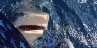 Mergulhadora escapou milagrosamente de ser devorada por tubarão no Havaí; assista ao vídeo