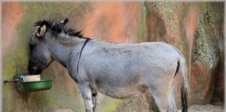 Não tente convencer o burro. Ele não vai se tornar inteligente só porque você quer.