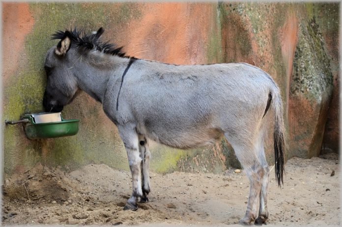 Não tente convencer o burro. Ele não vai se tornar inteligente só porque você quer.