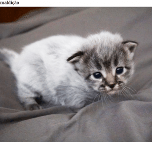 Fotografei os mais adoráveis gatinhos que mudam de cor! bemmaismulher.com - Fotografei os mais adoráveis gatinhos que mudam de cor!