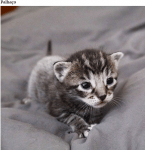 bemmaismulher.com - Fotografei os mais adoráveis ​​gatinhos que mudam de cor!