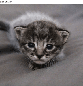 bemmaismulher.com - Fotografei os mais adoráveis ​​gatinhos que mudam de cor!