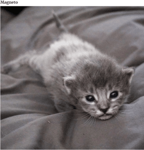 bemmaismulher.com - Fotografei os mais adoráveis ​​gatinhos que mudam de cor!