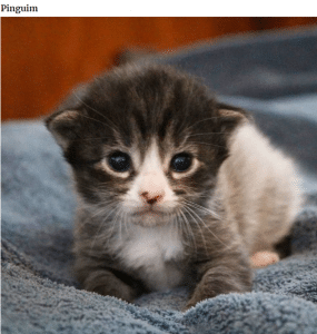 bemmaismulher.com - Fotografei os mais adoráveis ​​gatinhos que mudam de cor!