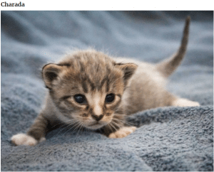 bemmaismulher.com - Fotografei os mais adoráveis ​​gatinhos que mudam de cor!