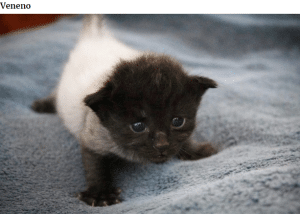 bemmaismulher.com - Fotografei os mais adoráveis ​​gatinhos que mudam de cor!