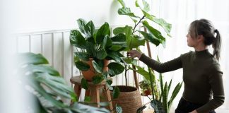 Descubra o Que Suas Plantas de Casa Revelam Sobre Você, Segundo a Psicologia!