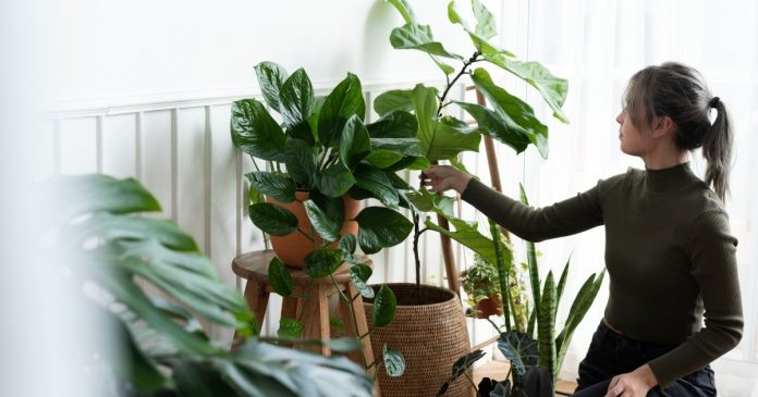 vantagens-ter-plantas-em-casa Descubra o Que Suas Plantas de Casa Revelam Sobre Você, Segundo a Psicologia!
