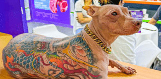 Homem é criticado após revelar que seu cão foi tatuado sem anestesia
