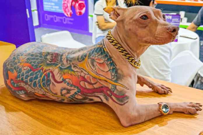 Homem é criticado após revelar que seu cão foi tatuado sem anestesia