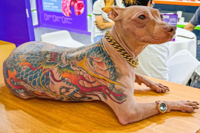 cao Homem é criticado após revelar que seu cão foi tatuado sem anestesia